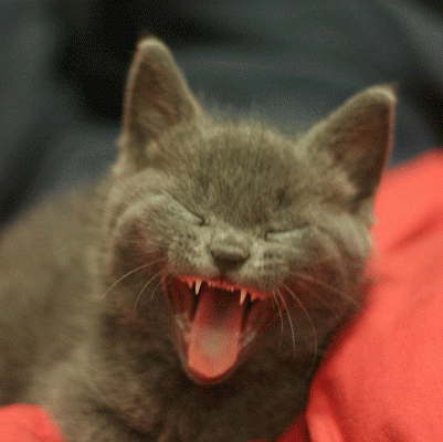 Смешная гифка язык. Кот смеется. Кот ржет. Показывает язык дразнится. Язык гиф.