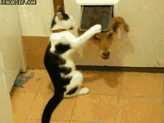 Chat intelligent GIF sur GIFER - par Rockcaster