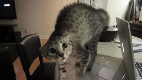 Funniest Scaredy Cats Compilation 