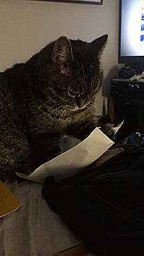 cat reading gif