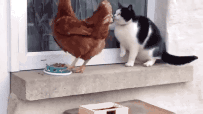VgLP.gif