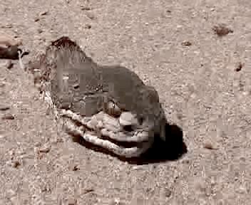 https://i.gifer.com/VjBG.gif