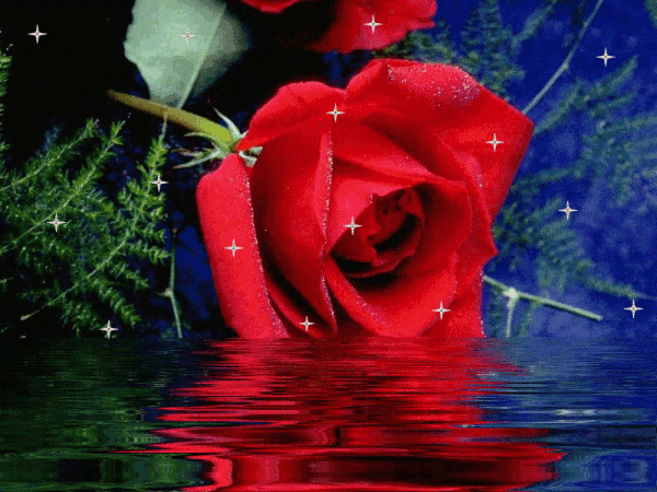GIF rose - animated GIF on GIFER
