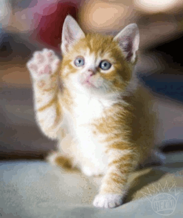 Cat Waving Goodbye Animation