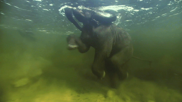 Слоны плавают. Слон плывет. Слон в воде. Слоны в воде.