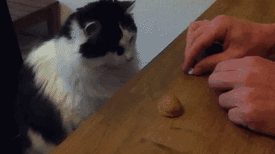 Cat smart GIF - Find on GIFER