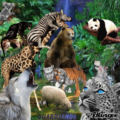 Animals GIF - Find on GIFER Animals GIF - Find on GIFER