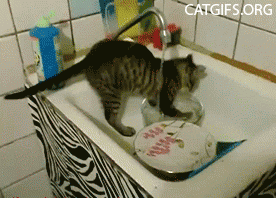 Bon chat okay GIF - Trouver sur GIFER