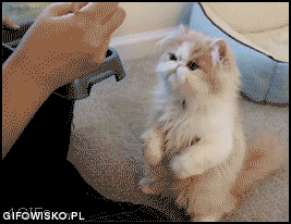 https://i.gifer.com/W42d.gif