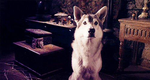 Featured image of post Animated Confused Dog Gif Share the best gifs now