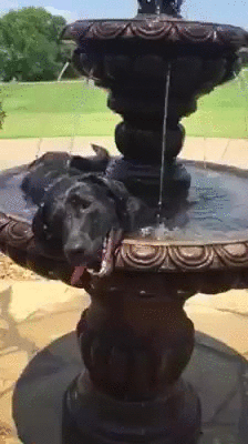 W9pL.gif