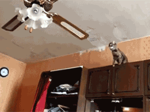Ceiling Fan Mash Up Cat Gif On Gifer