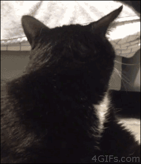 Bruit chat effrayé GIF - Trouver sur GIFER