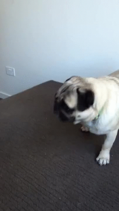 pug falling down stairs