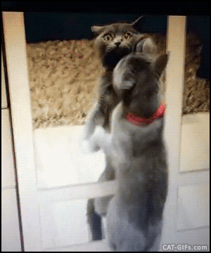 Kittys GIFs - Get the best gif on GIFER