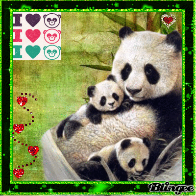 Gif Panda Bear Animated Gif On Gifer