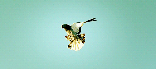 Flying animals bird GIF on GIFER - by Balune