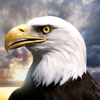 GIF eagle - animated GIF on GIFER - by Dacage