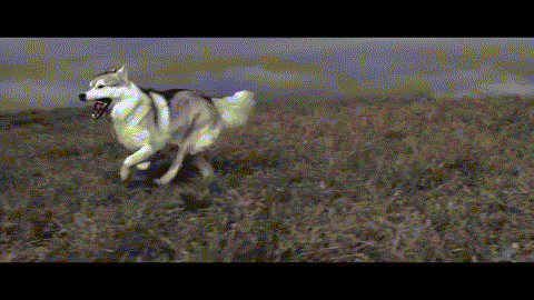 Животные в движении. Бегущая с волками. Собака убегает. Волк гифы. Танцующий волк песня
