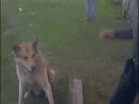 GIF de un hombre acariciando a un perro