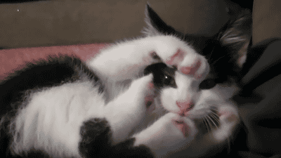 GIF chats chatons pieds - GIF animé sur GIFER