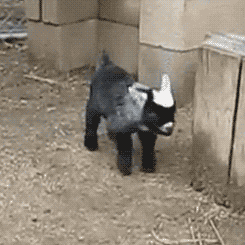 WYg.gif