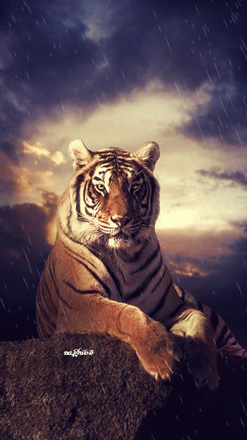 sad tiger gif