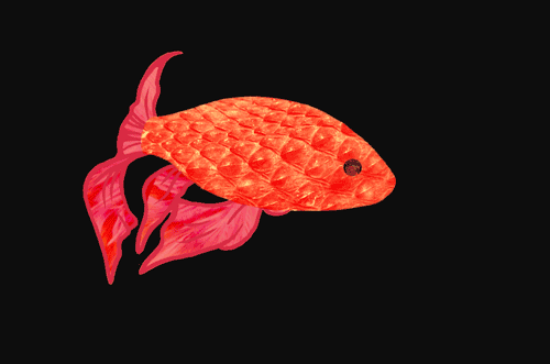 GIF fish animation - animated GIF on GIFER
