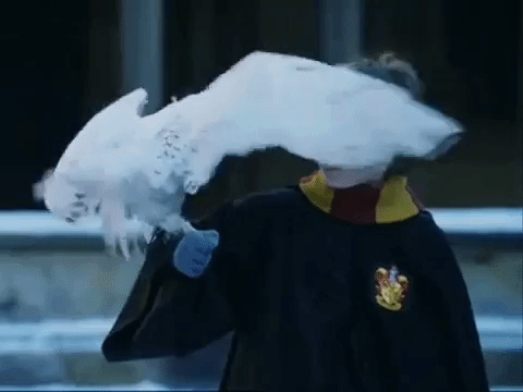 Hedwig GIFs - Get the best gif on GIFER