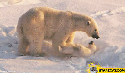 Скачать гифку полярный медведь, - анимированный gif Скачай gif анимацию пол...