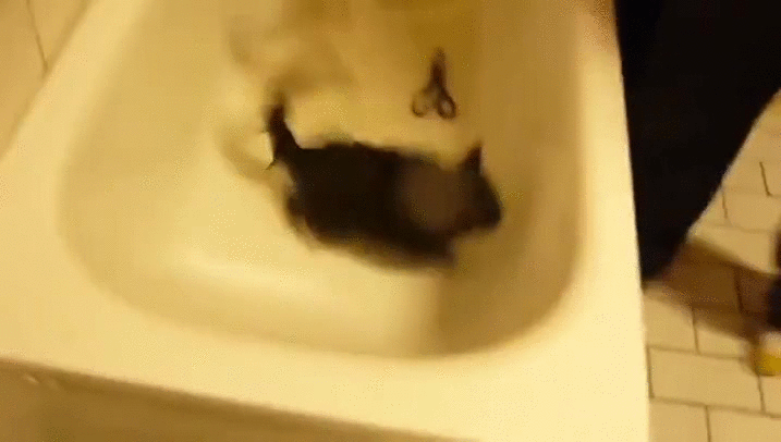 Кот в ванне говорит нормально. Кот в ванной. Шлёпа в ванной. Шлёпа в ванне кот. Шлëпа в ванной кот.