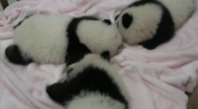 Baby Animals Baby Panda Sonrie Gif Find On Gifer