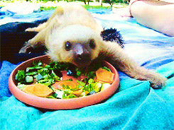 Pin Sloth Tasse Muffin Kaktus Anime Humor Lucky Charm Gift Idea | eBay