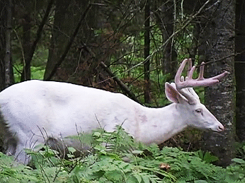 White deer GIF - Find on GIFER