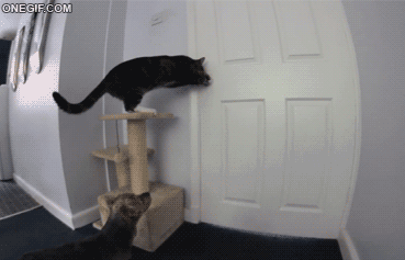 https://i.gifer.com/WsrS.gif