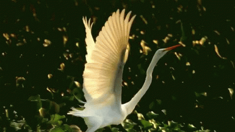 Гифка beautiful летит птица гиф картинка, скачать анимированный gif на ...