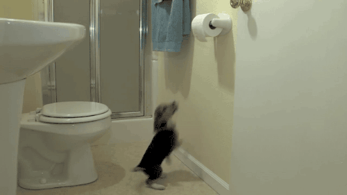 Toilet paper dog bathroom GIF - Find on GIFER