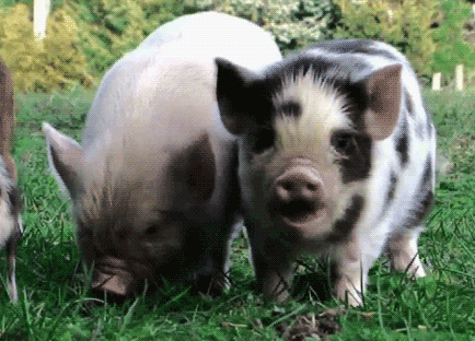 Cute-animals GIFs - Find & Share on GIPHY