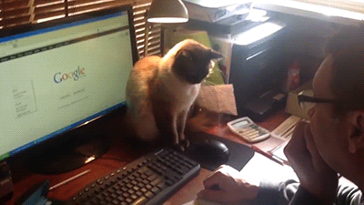 Cats computer GIF - Find on GIFER