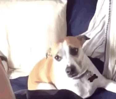 Featured image of post Gif Of Dog Smiling Rather than speak however the lady has locked herself up in her room crying and ranting about nightmares and visions and various other problems