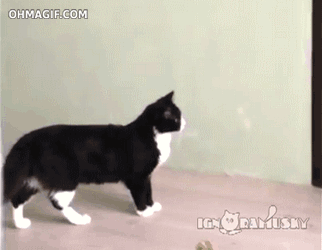 GIF cat hockey with - animated GIF on GIFER