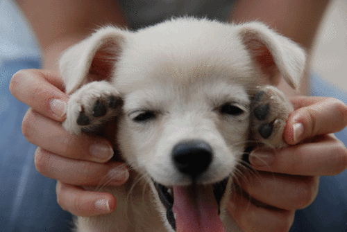 Happy cute puppy cute animal GIF - Find on GIFER