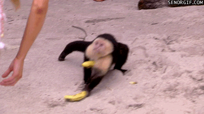 Banana lists monkey GIF - Find on GIFER