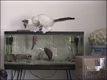 Poisson chaton chat GIF - Trouver sur GIFER