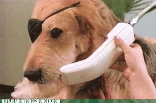 Funny Animals Cute GIF - FunnyAnimals Cute Dug - Discover & Share GIFs