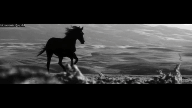 Черный конь песня. Черный конь гиф. Черная лошадь гиф. Лошади при Луне. Гиф из Блэк Хорс.