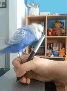 XQYL.gif