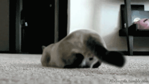 Gatito Gatinho Chaton Gif Find On Gifer