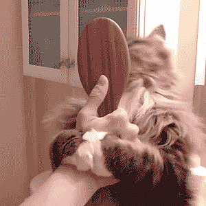 GIF chaton chat - GIF animé sur GIFER