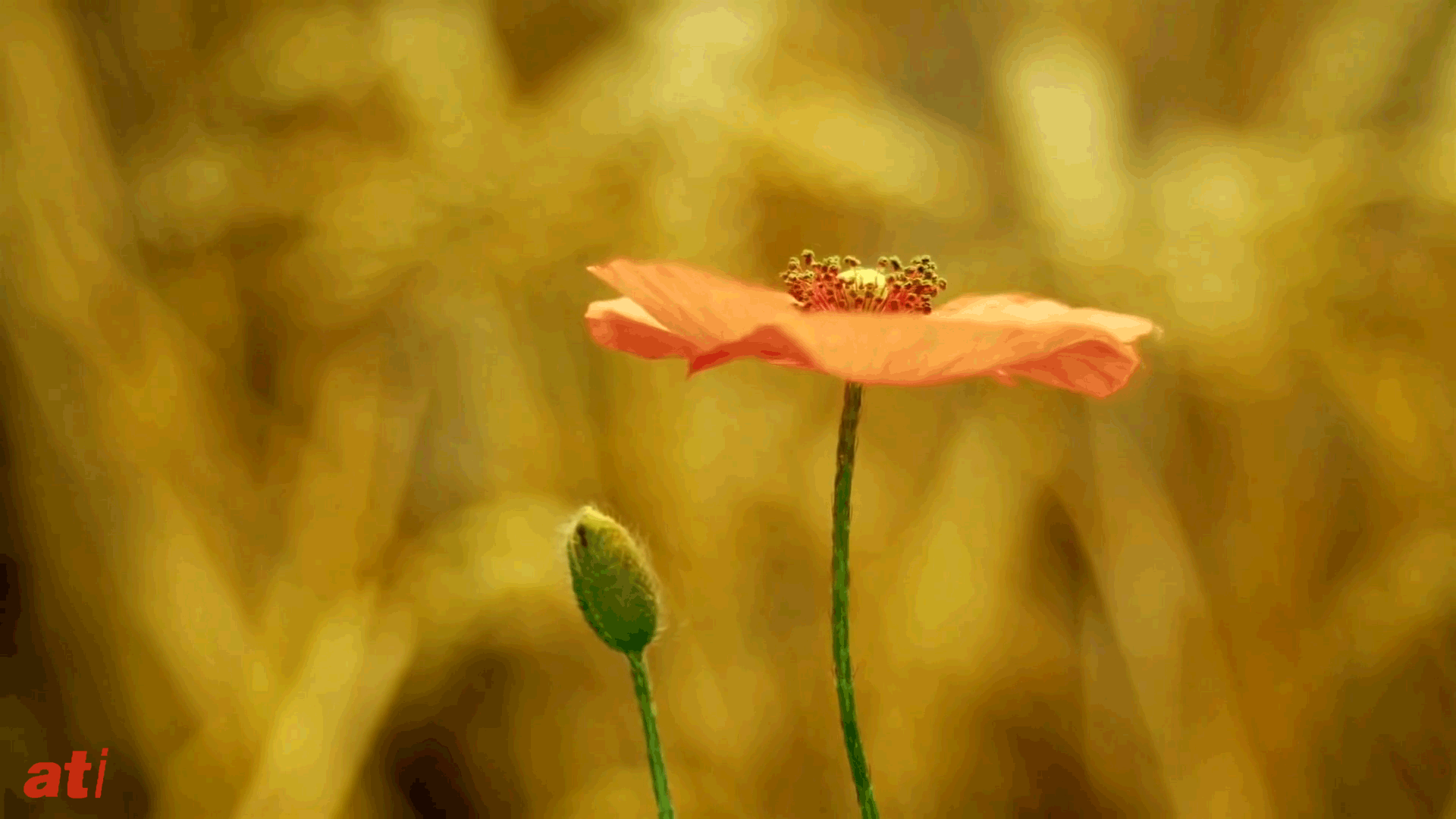 Flower GIF Find On GIFER
